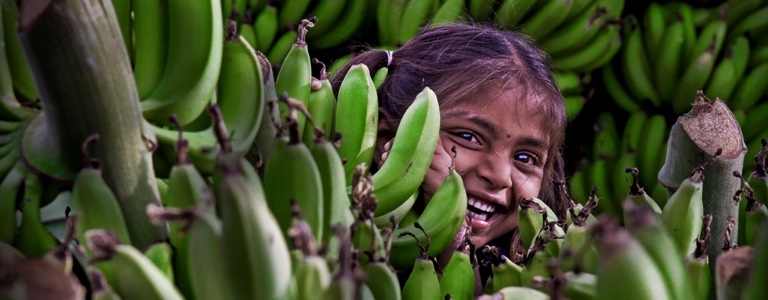 Las Indicaciones Geográficas Y El Desarrollo Rural El Caso Del Banano