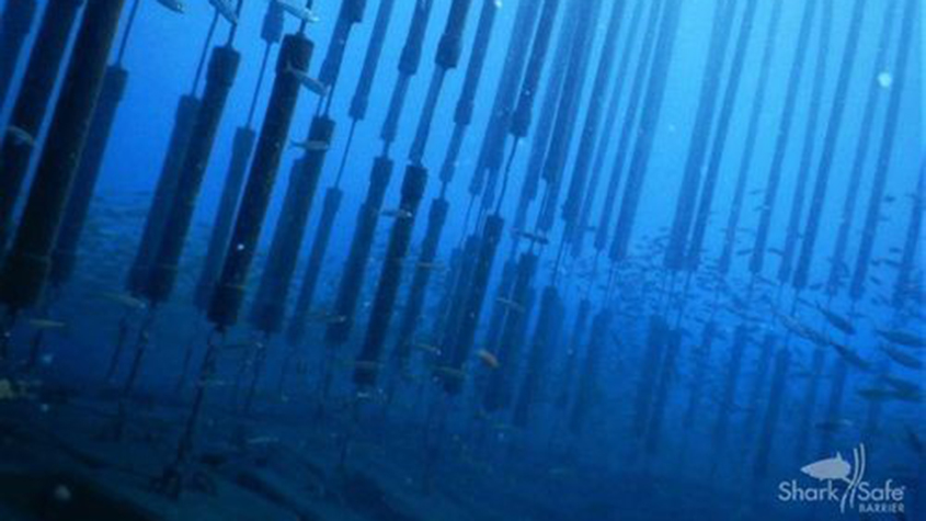SharkSafe Barrier with seaweed forest design