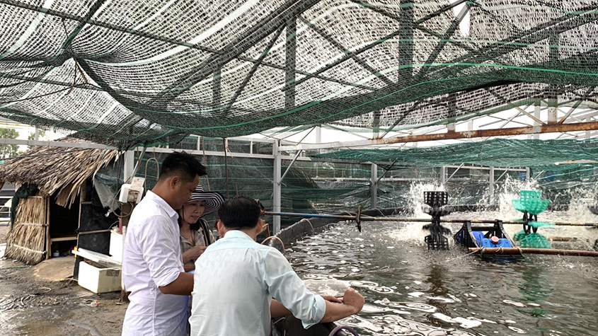 Hà with a wide-brimmed hat, next to a shrimp pond, talking with two shrimp farmers