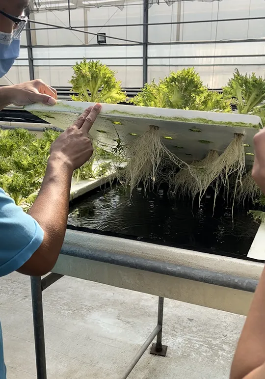 Strong salad roots in hydroponic culture grown using MaxFlow system