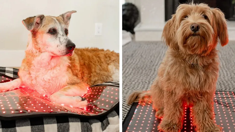 Mito Red Light produces red light therapy devices designed for both humans and pets