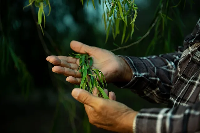 Uncle Noel holds leaves