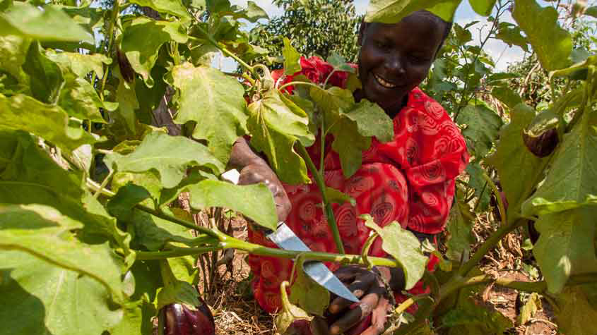 Gender equality in African agriculture: An innovation imperative*