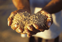 Rice is a staple in many developing and least developed countries. Policymakers therefore need to assess the potential impact of patents on sequences from the rice genome. (Photo: FAO/Robert Grossman) 