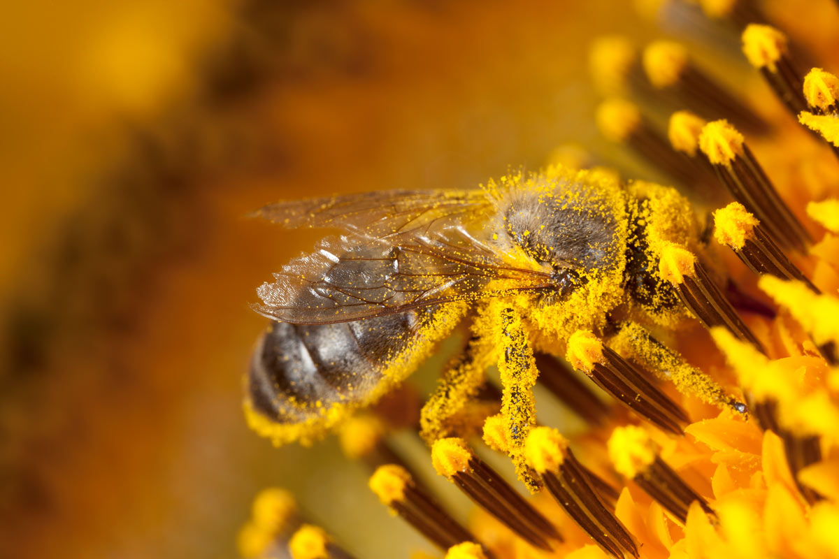 Beewise: out-of-the-box thinking to save the world’s bees