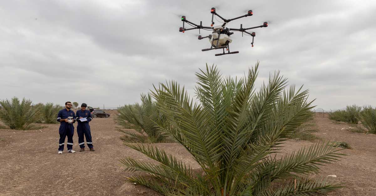 Oman: Pollinating Date Palms with AI and Drones