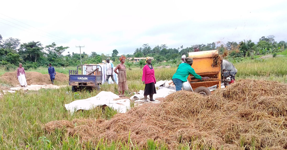 Improving livelihoods with game-changing rice harvesting technology