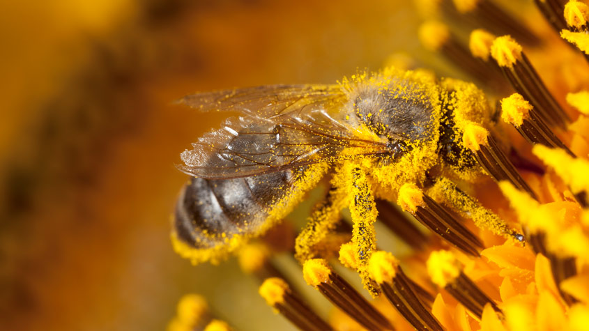 Beewise: нестандартный подход к спасению пчел во всем мире